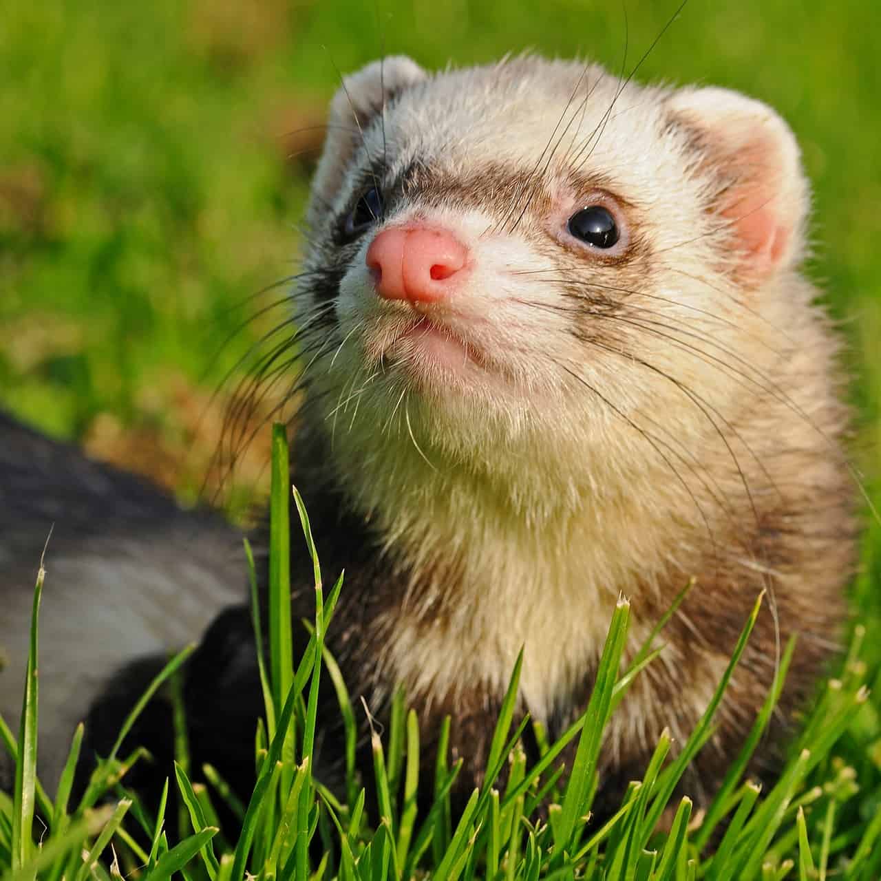 huron ferret