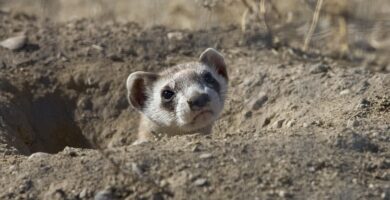 huron whippet
