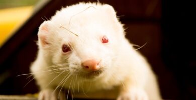 huron albino